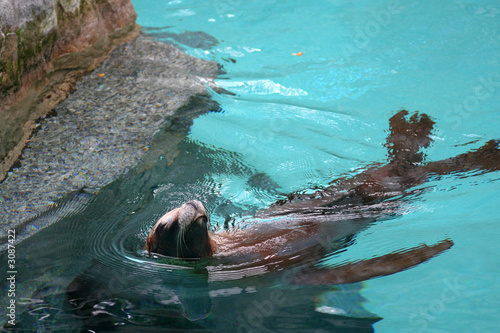 californian sea lion swimming