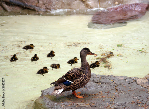 ffemale mallard with its eight ducklings 2