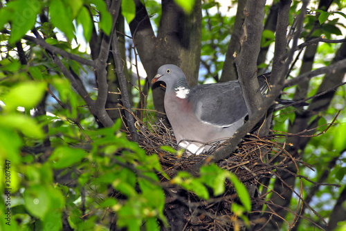 wild pigeon and nest eggs