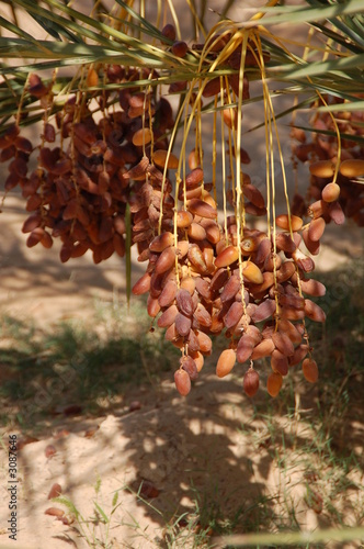 dates on a palm
