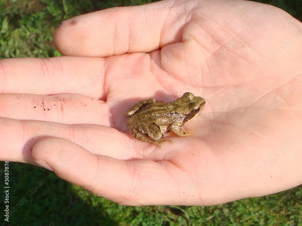 child hand and frog child hand and frog