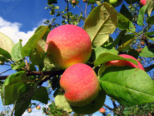 apples
