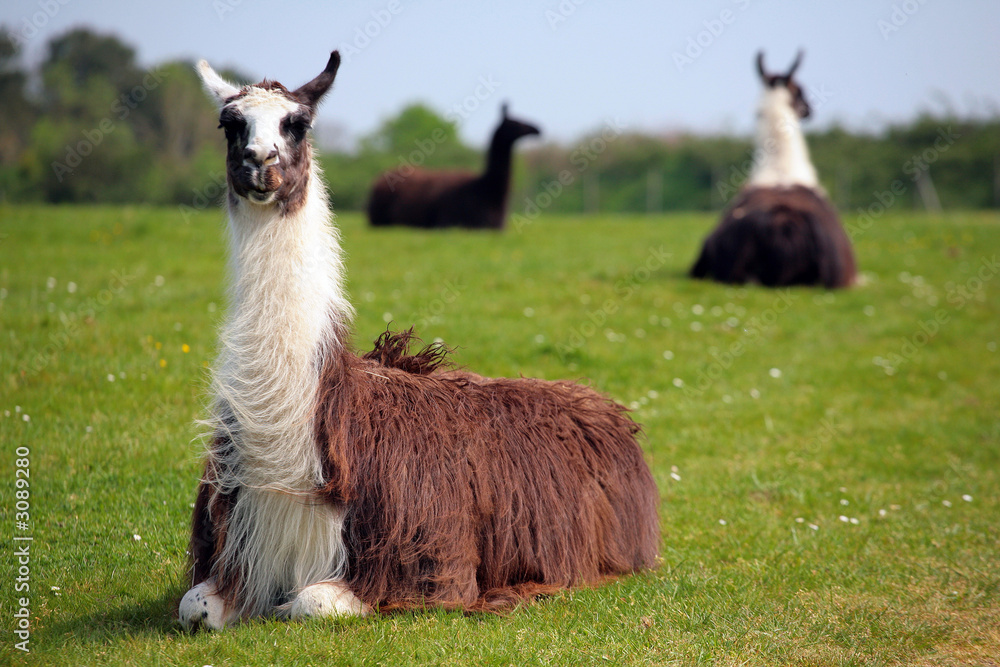 Fototapeta premium lama