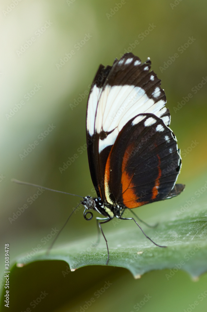 Obraz premium beautiful butterfly