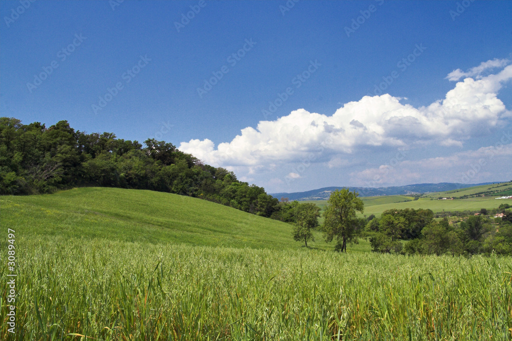 Fototapeta premium campi e nuvole