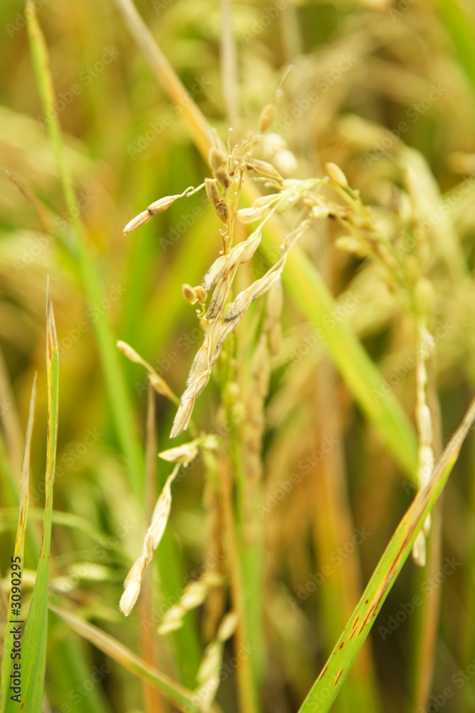 rice field rice field