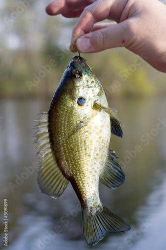 blue gill