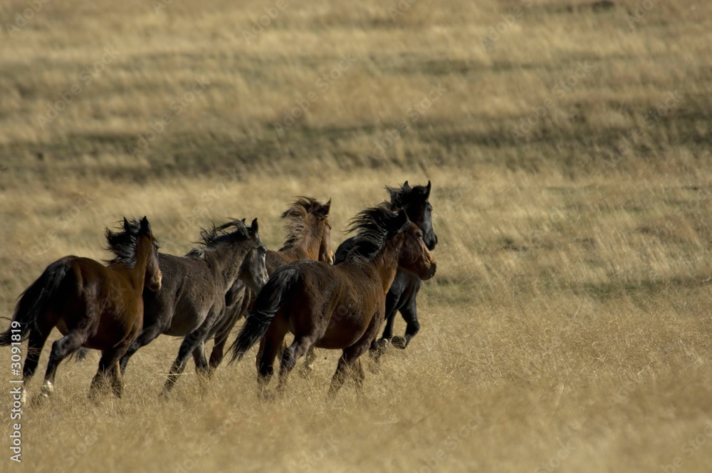 Fototapeta premium wild horses running in the grass