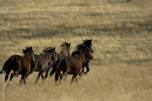 wild horses running in the grass