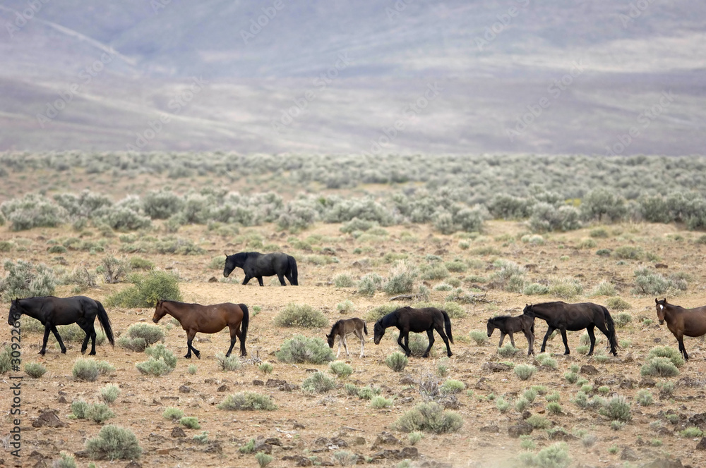 wild horses walking across the plains