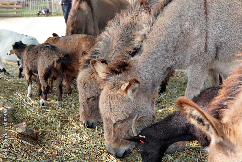 Fototapeta premium animaux de ferme
