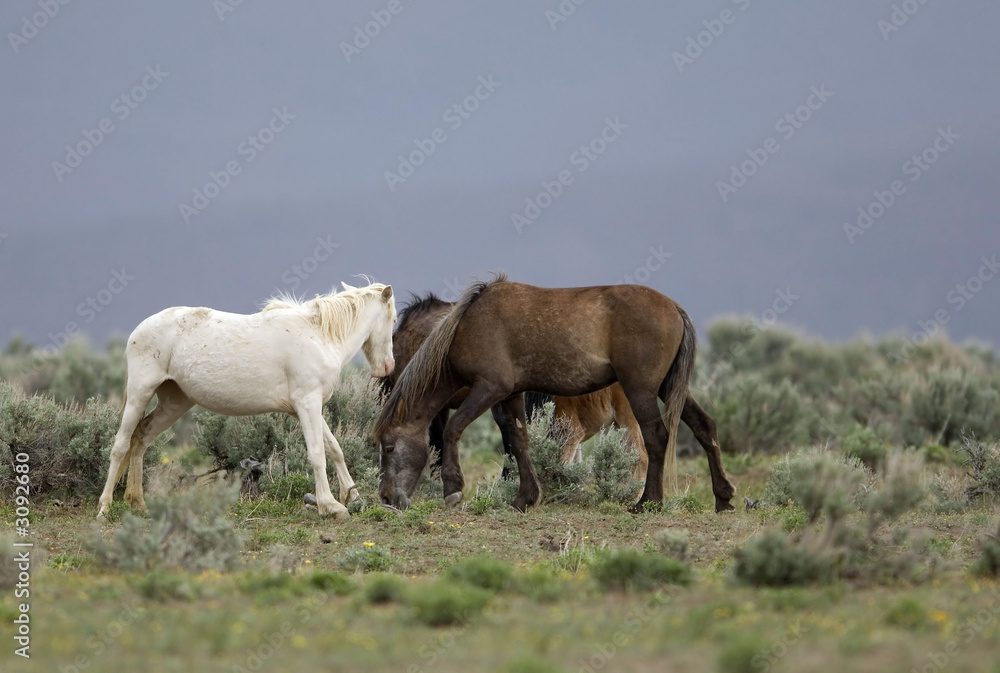 wild horses standing on the praire wild horses standing on the praire
