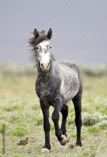 lone wild horse on the praire photo