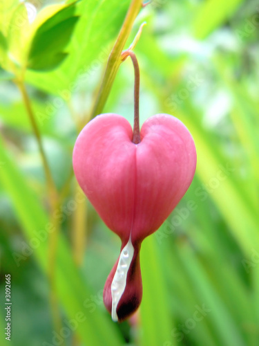 coeur de marie