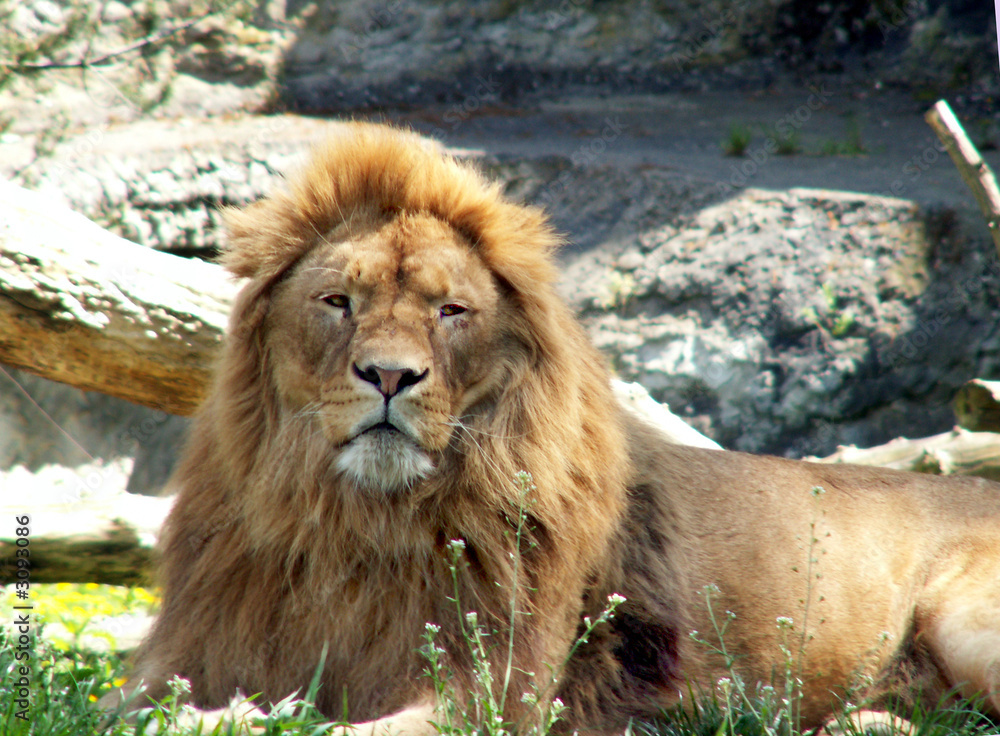 Obraz premium lion