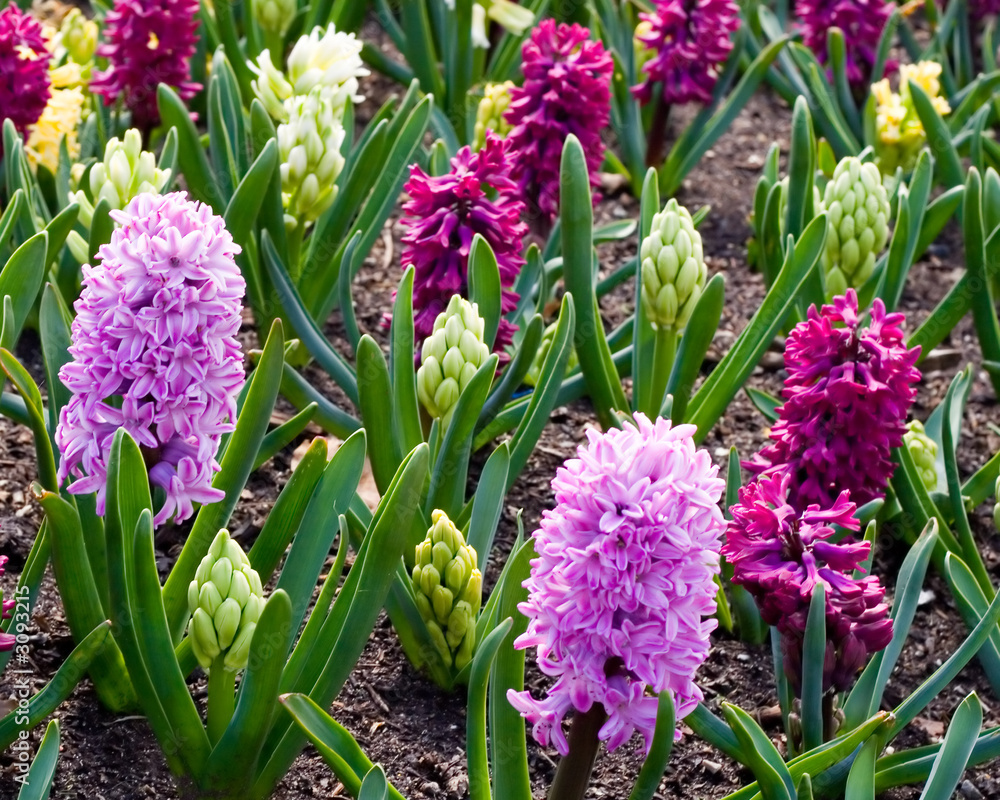 Fototapeta premium spring flowers