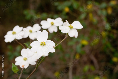 dogwoods