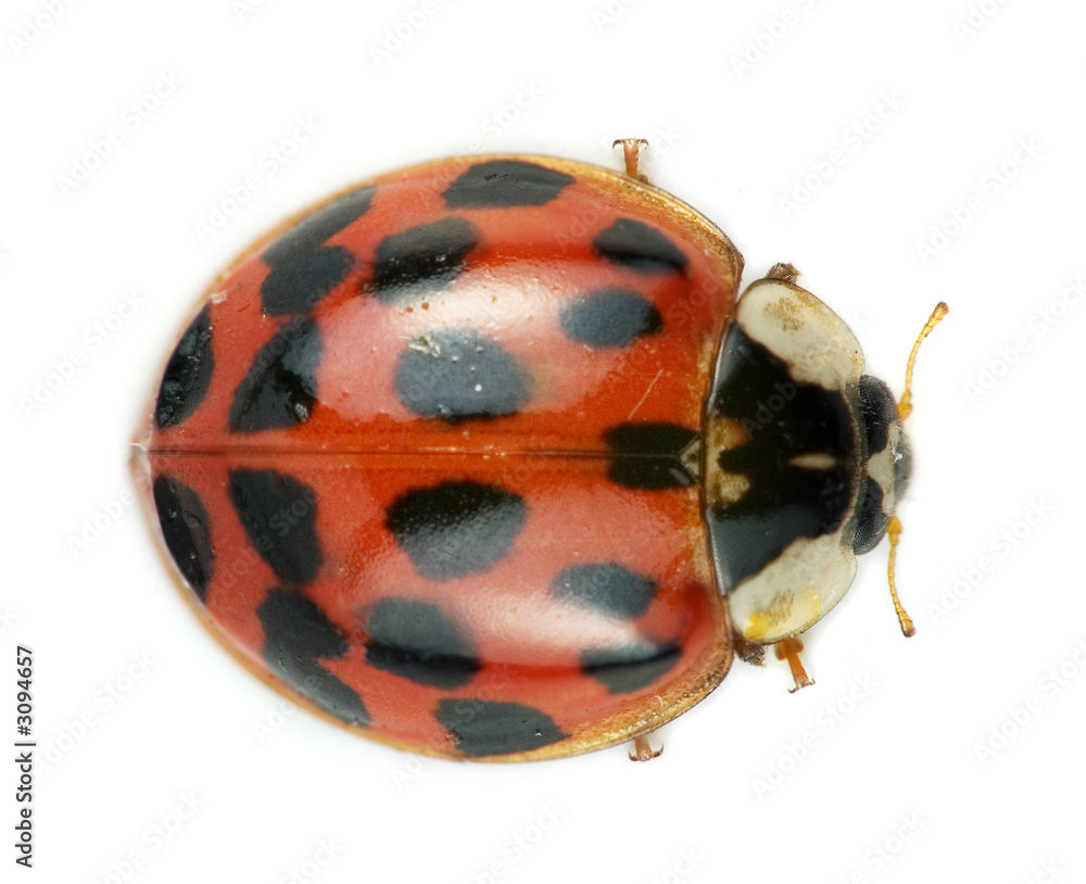 Fototapeta premium ladybug