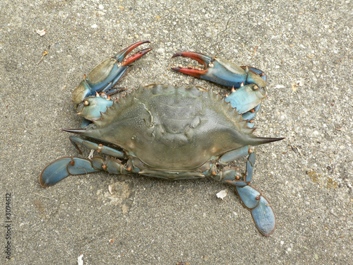 crab - blue crab overhead view