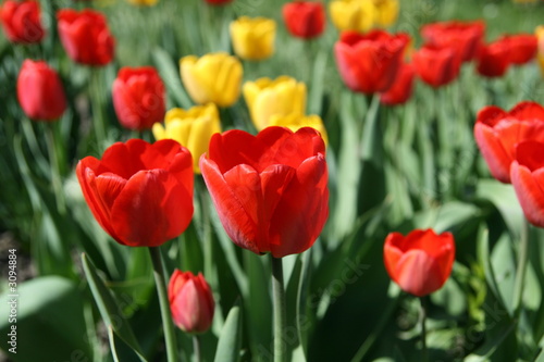 blossom tulips