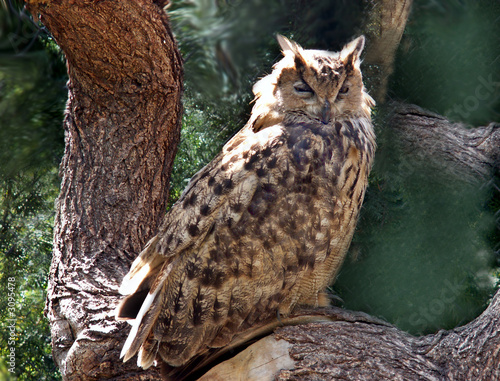 owl photo