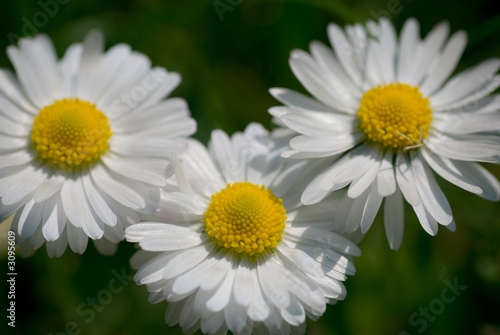 daisy flowers photo with small dof