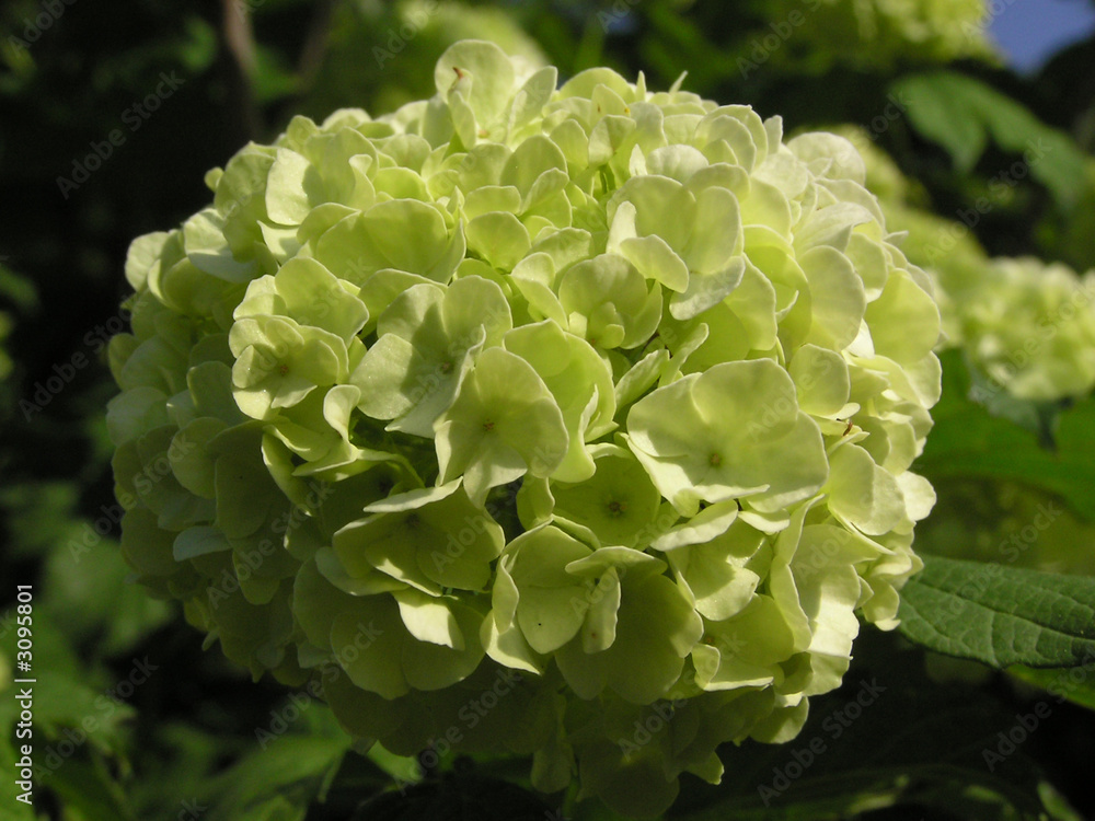 0992 - viburnumopulusroseum (boule de neige) 0992 - viburnumopulusroseum (boule de neige)