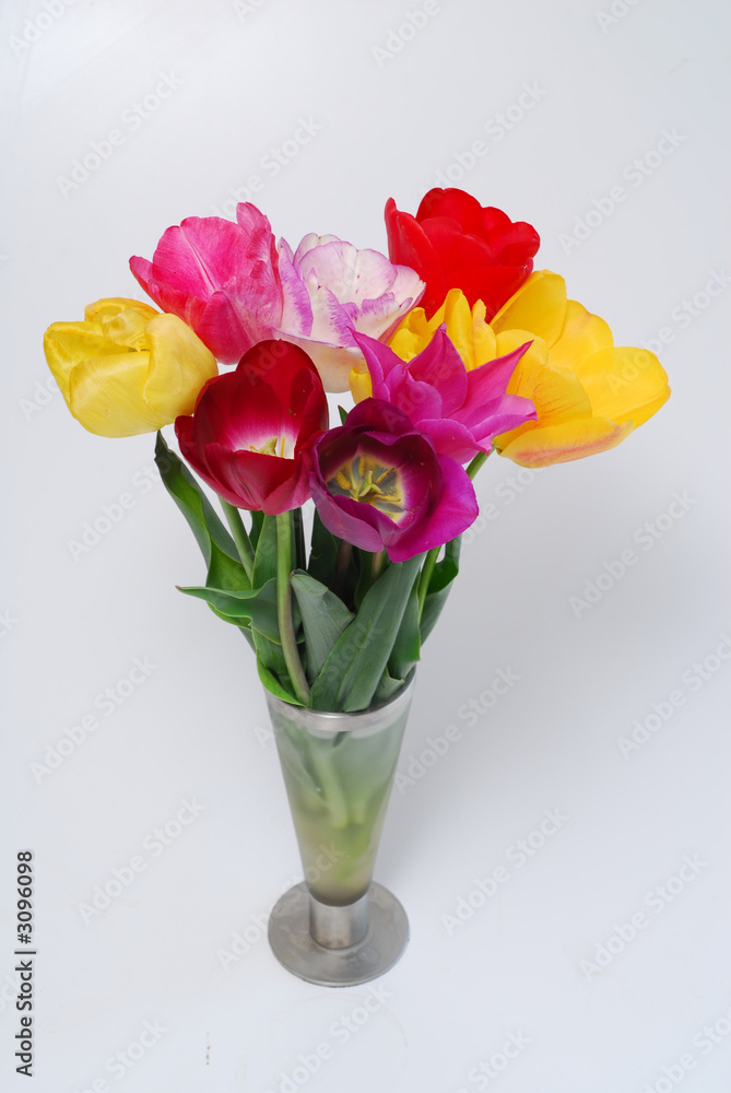 tulips tulips