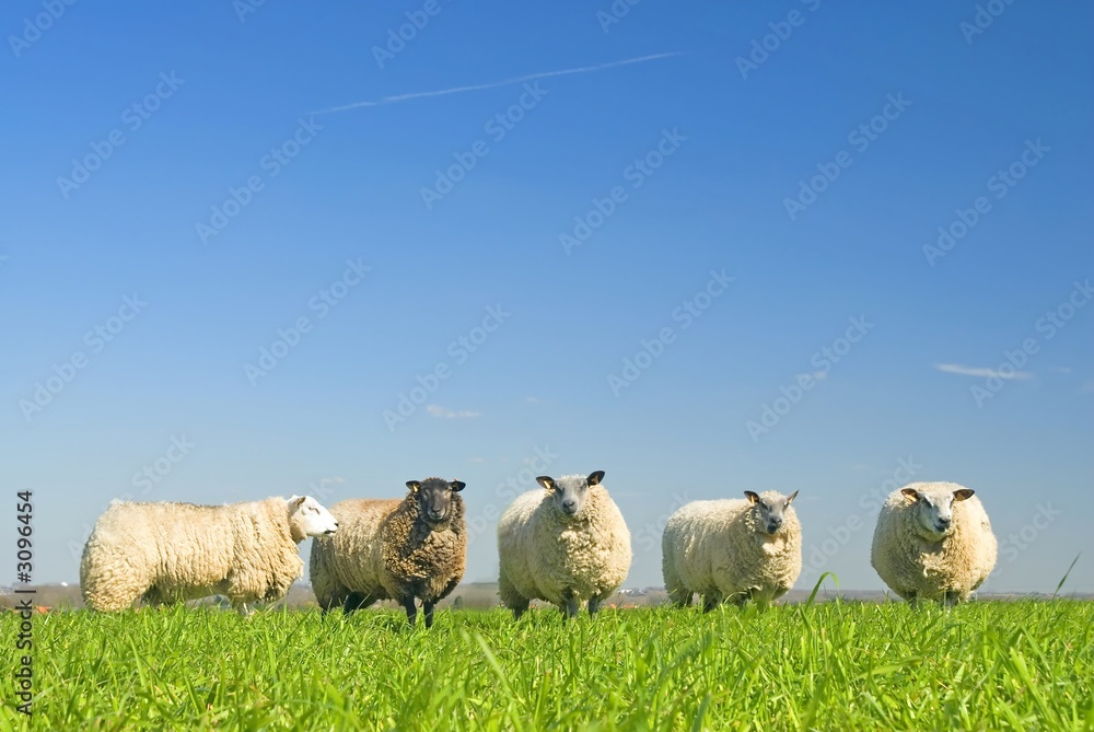 Fototapeta premium sheep on grass with blue sky