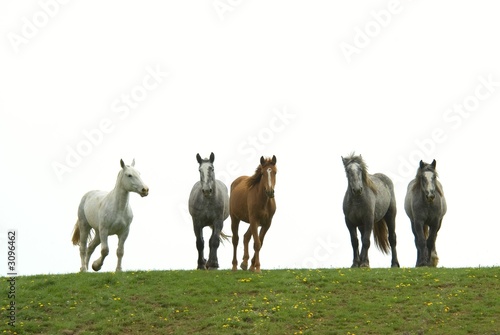 herd of horses © jeffrey van daele