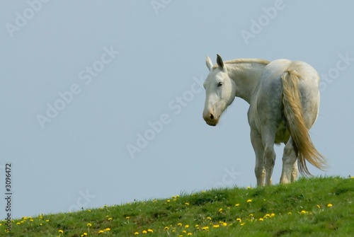 white horse standing on the horizon