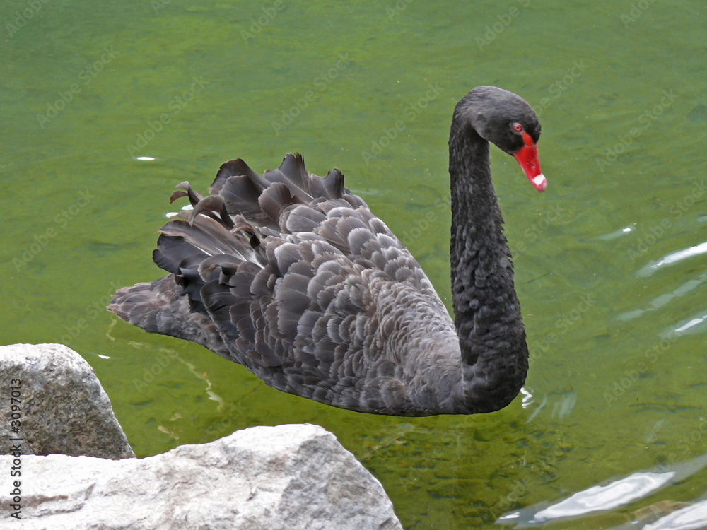 Obraz premium schwarzer schwan