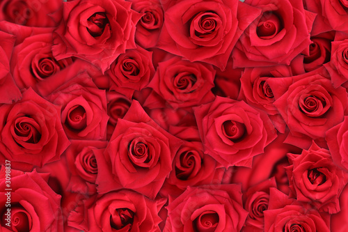 rose background