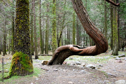 crooked tree