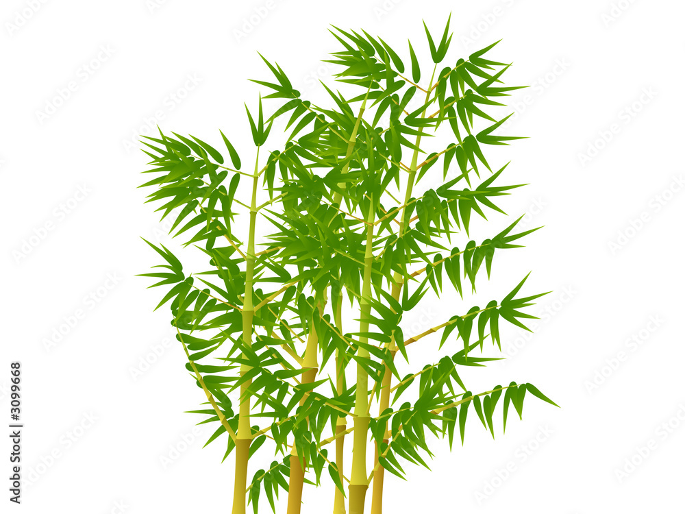 Fototapeta premium bambou