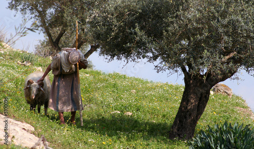 nazareth shepherd