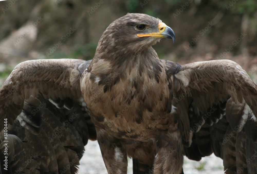 steppenadler, startklar steppenadler, startklar