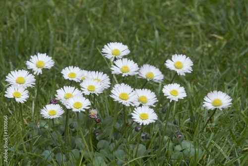 tausendschönchen