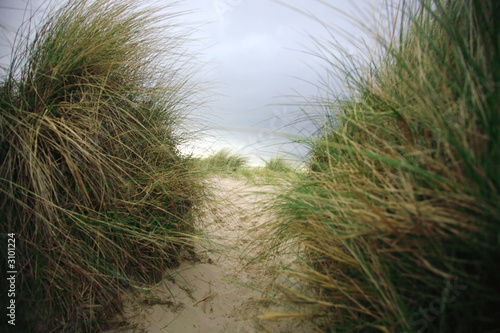 sand dunes bamburgh