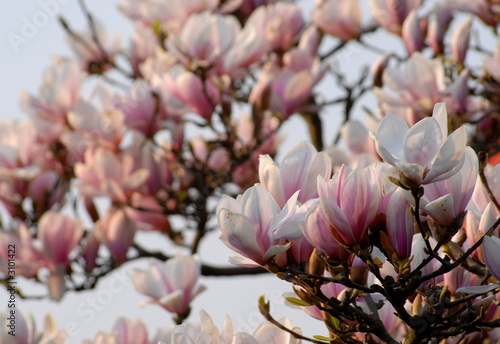 magnolie