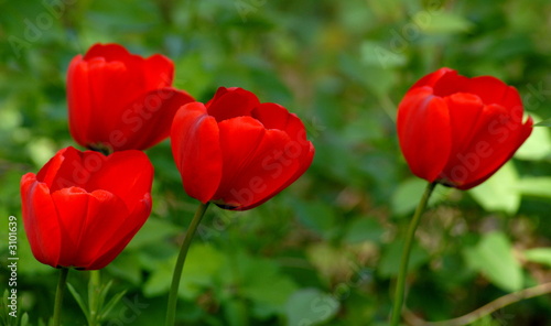tulpen