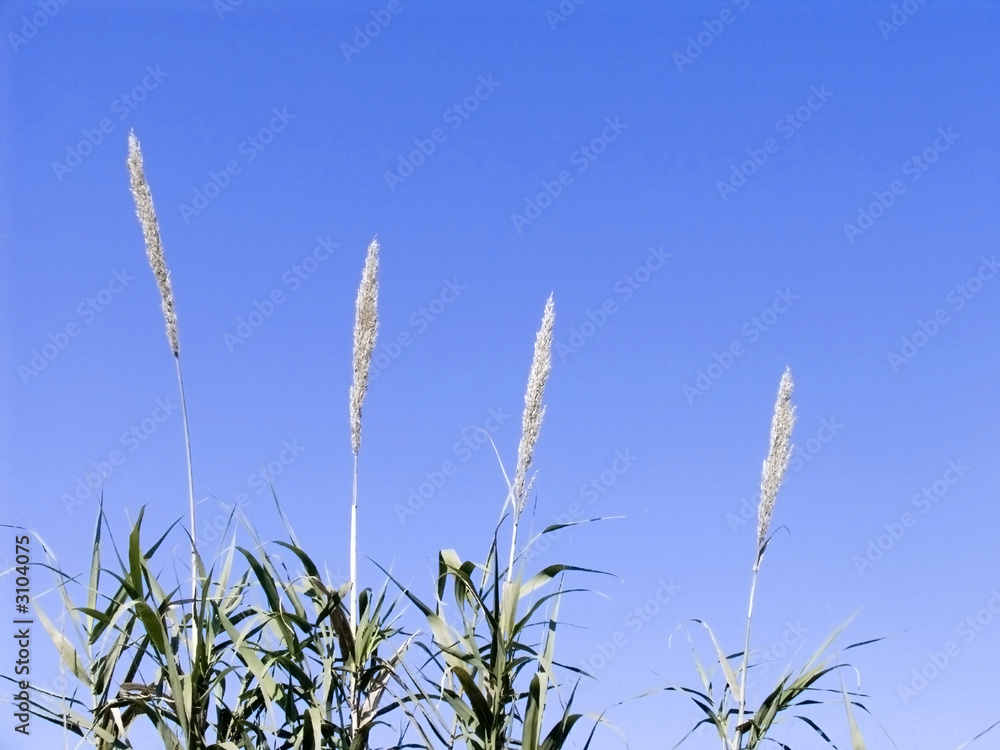 four grasses four grasses