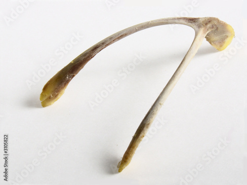Konstfotografi chicken wishbone