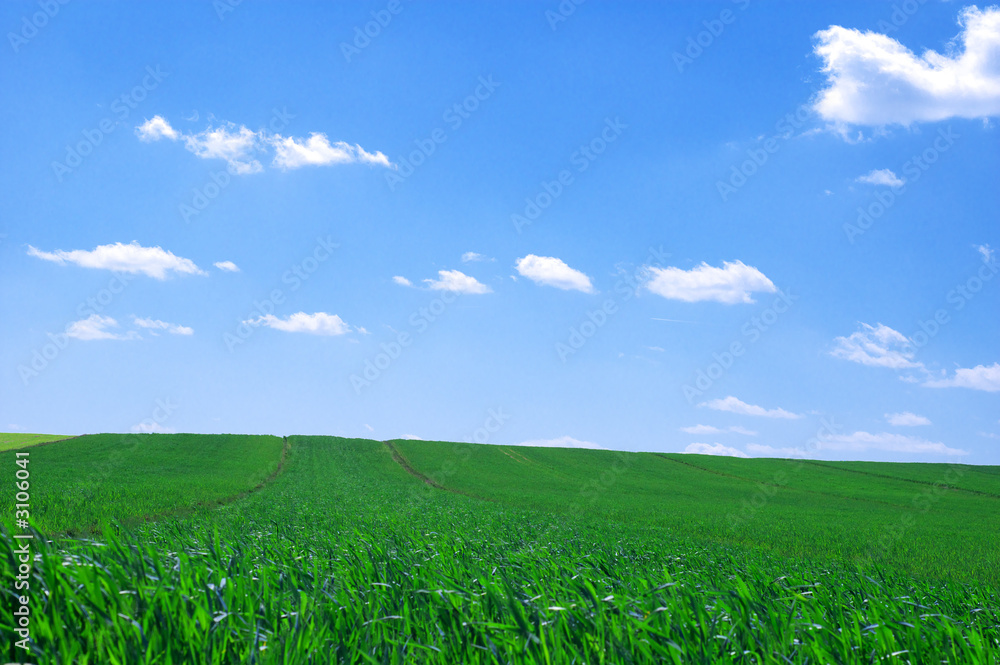 Obraz premium summer landscape