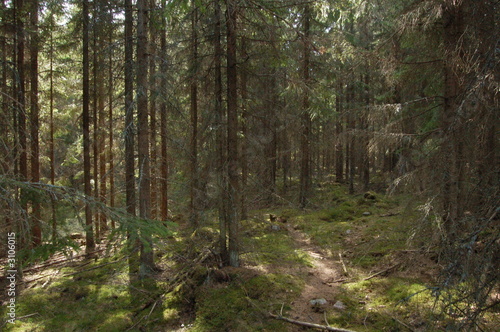 finland forest © Anton Chernenko