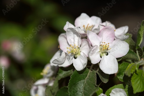 spring blossoms-2