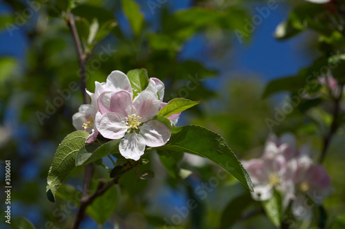 spring blossoms
