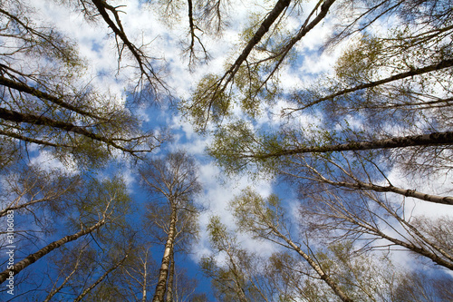 birch