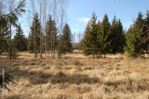 fir trees and dry grass
