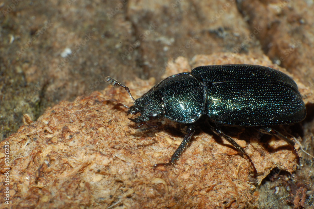 beetle beetle